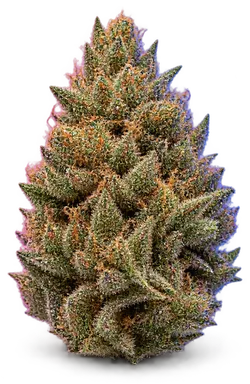 AI-generated illustration of a cannabis flower for the Garlic Gushers page, not a photo of the strain