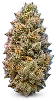 AI-generated illustration of a cannabis flower for the Garlic Sherbert page, not a photo of the strain