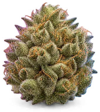 AI-generated illustration of a cannabis flower for the Garlissimo page, not a photo of the strain