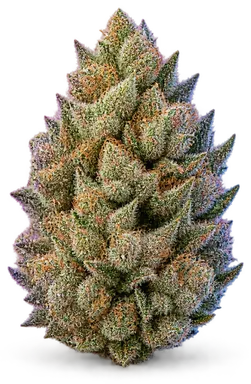 AI-generated illustration of a cannabis flower for the Gas page, not a photo of the strain