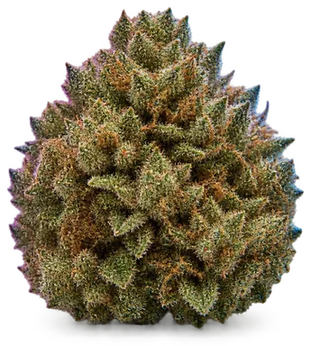 AI-generated illustration of a cannabis flower for the Gastro Pop page, not a photo of the strain