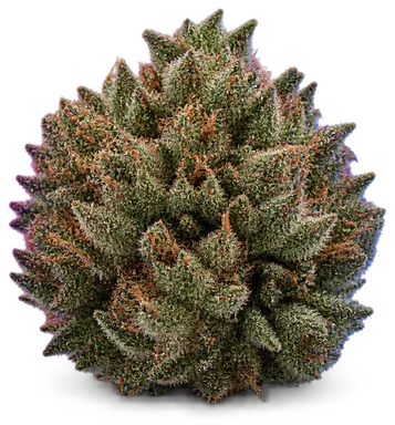 AI-generated illustration of a cannabis flower for the GDP page, not a photo of the strain