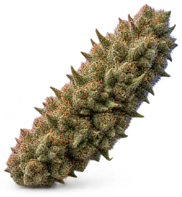 AI-generated illustration of a cannabis flower for the Gelato 41 A page, not a photo of the strain