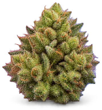AI-generated illustration of a cannabis flower for the Gelato Mintz page, not a photo of the strain