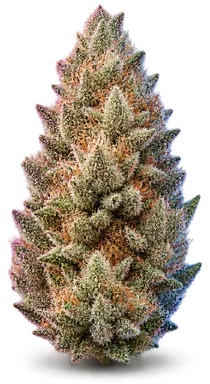 AI-generated illustration of a cannabis flower for the Gelatti page, not a photo of the strain
