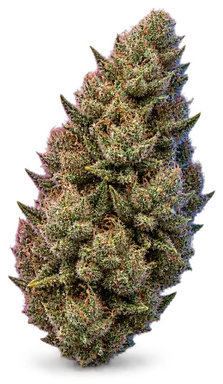 AI-generated illustration of a cannabis flower for the Gelatti A page, not a photo of the strain