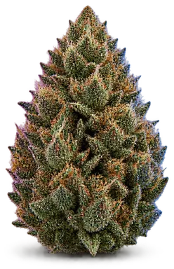 AI-generated illustration of a cannabis flower for the Ghost Vapor OG page, not a photo of the strain