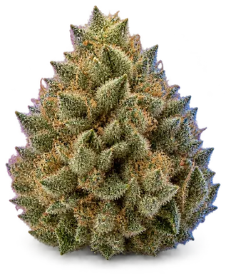 AI-generated illustration of a cannabis flower for the Gigabud page, not a photo of the strain