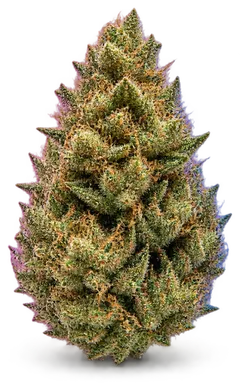 AI-generated illustration of a cannabis flower for the Girl Scout Cookies page, not a photo of the strain