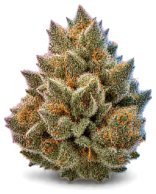 AI-generated illustration of a cannabis flower for the Glitter Bomb page, not a photo of the strain
