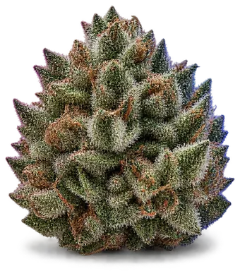 AI-generated illustration of a cannabis flower for the Gluesniffer page, not a photo of the strain
