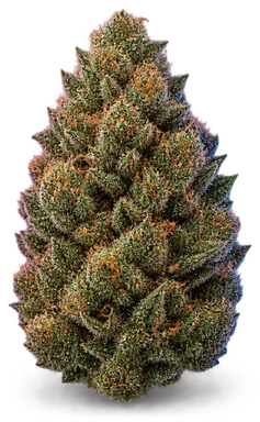 AI-generated illustration of a cannabis flower for the GMO Cookie Kush page, not a photo of the strain