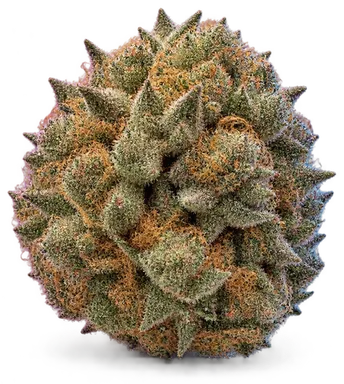 AI-generated illustration of a cannabis flower for the GMO Rootbeer page, not a photo of the strain