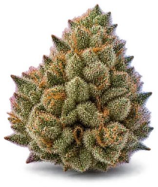 AI-generated illustration of a cannabis flower for the GMO X Root Beer page, not a photo of the strain