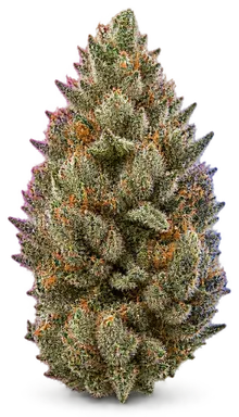 AI-generated illustration of a cannabis flower for the Goat Piss page, not a photo of the strain