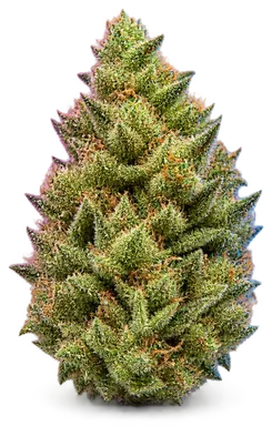 AI-generated illustration of a cannabis flower for the Golden Lemons 1 page, not a photo of the strain