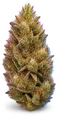 AI-generated illustration of a cannabis flower for the Gold Leaf OG page, not a photo of the strain