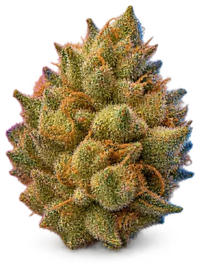 AI-generated illustration of a cannabis flower for the Gold Leaf Reserve page, not a photo of the strain