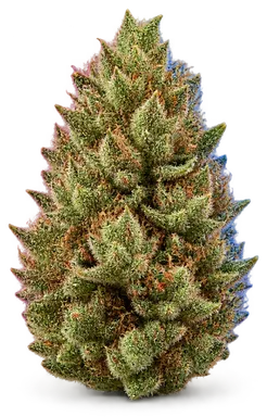 AI-generated illustration of a cannabis flower for the Gorilla Haze 5 page, not a photo of the strain