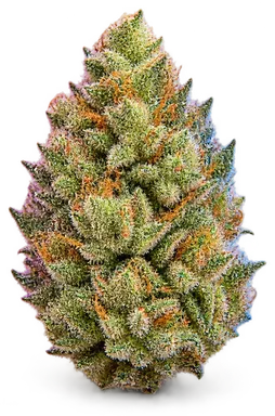 AI-generated illustration of a cannabis flower for the Governmint Oasis page, not a photo of the strain