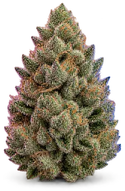 AI-generated illustration of a cannabis flower for the Gpxab page, not a photo of the strain