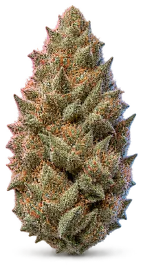 AI-generated illustration of a cannabis flower for the Grandiflora page, not a photo of the strain