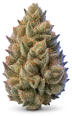 AI-generated illustration of a cannabis flower for the Grandi Guava page, not a photo of the strain