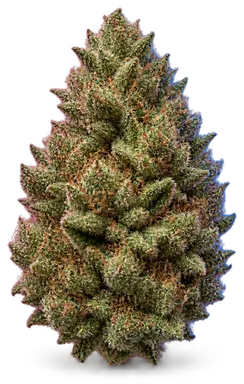 AI-generated illustration of a cannabis flower for the Granny MAC X Wilson page, not a photo of the strain