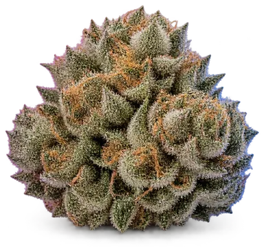 AI-generated illustration of a cannabis flower for the Grateful Breath page, not a photo of the strain