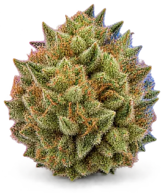 AI-generated illustration of a cannabis flower for the Gravity Apple page, not a photo of the strain