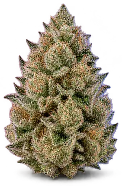 AI-generated illustration of a cannabis flower for the GSC page, not a photo of the strain