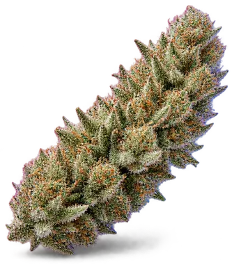 AI-generated illustration of a cannabis flower for the GSC X French Toast page, not a photo of the strain