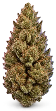 AI-generated illustration of a cannabis flower for the GST 9 page, not a photo of the strain