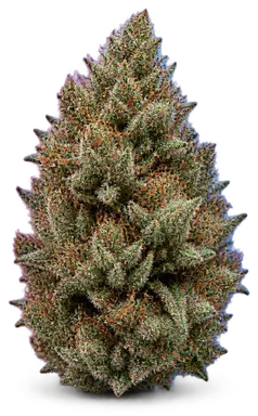 AI-generated illustration of a cannabis flower for the Guava Bomba page, not a photo of the strain