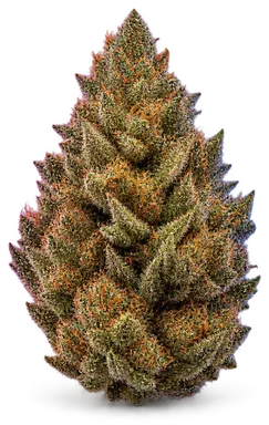 AI-generated illustration of a cannabis flower for the Guava Gelato page, not a photo of the strain