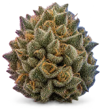 AI-generated illustration of a cannabis flower for the Guava Kush page, not a photo of the strain