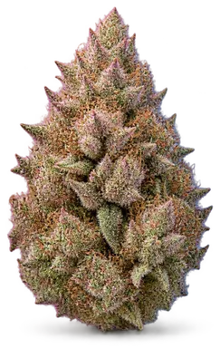 AI-generated illustration of a cannabis flower for the Gumbo page, not a photo of the strain