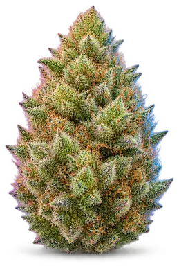 AI-generated illustration of a cannabis flower for the Gun Powder Haze page, not a photo of the strain
