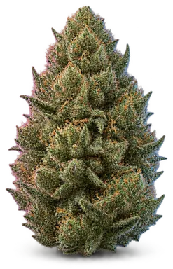 AI-generated illustration of a cannabis flower for the Gurple page, not a photo of the strain