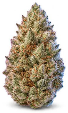 AI-generated illustration of a cannabis flower for the Gushers page, not a photo of the strain