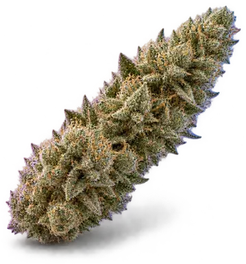 AI-generated illustration of a cannabis flower for the Hammer page, not a photo of the strain