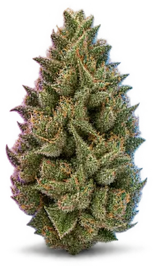 AI-generated illustration of a cannabis flower for the Han Solo Hash Plant 4 page, not a photo of the strain