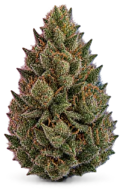 AI-generated illustration of a cannabis flower for the Hash Burger page, not a photo of the strain