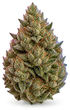 AI-generated illustration of a cannabis flower for the Hawaiian page, not a photo of the strain