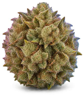 AI-generated illustration of a cannabis flower for the Hawaiian Butterscotch page, not a photo of the strain