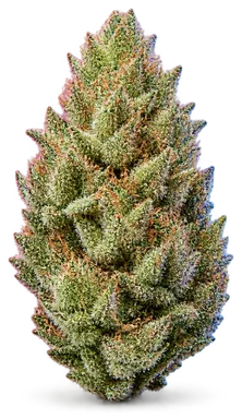 AI-generated illustration of a cannabis flower for the Hawaiian Mints page, not a photo of the strain