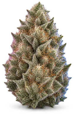 AI-generated illustration of a cannabis flower for the Hazmat 1 page, not a photo of the strain