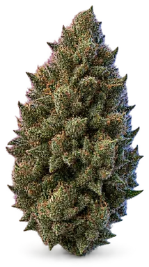 AI-generated illustration of a cannabis flower for the Hazmat OG page, not a photo of the strain