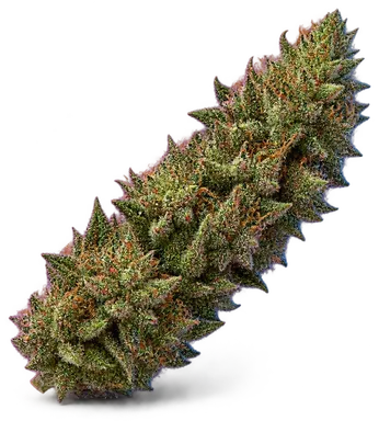 AI-generated illustration of a cannabis flower for the Headband Cookies page, not a photo of the strain