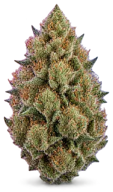 AI-generated illustration of a cannabis flower for the Headband Larry page, not a photo of the strain